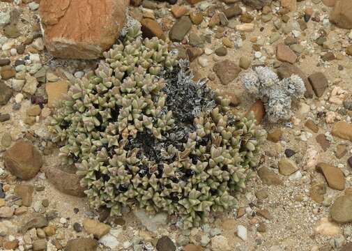 Image of Braunsia geminata (Haw.) L. Bol.