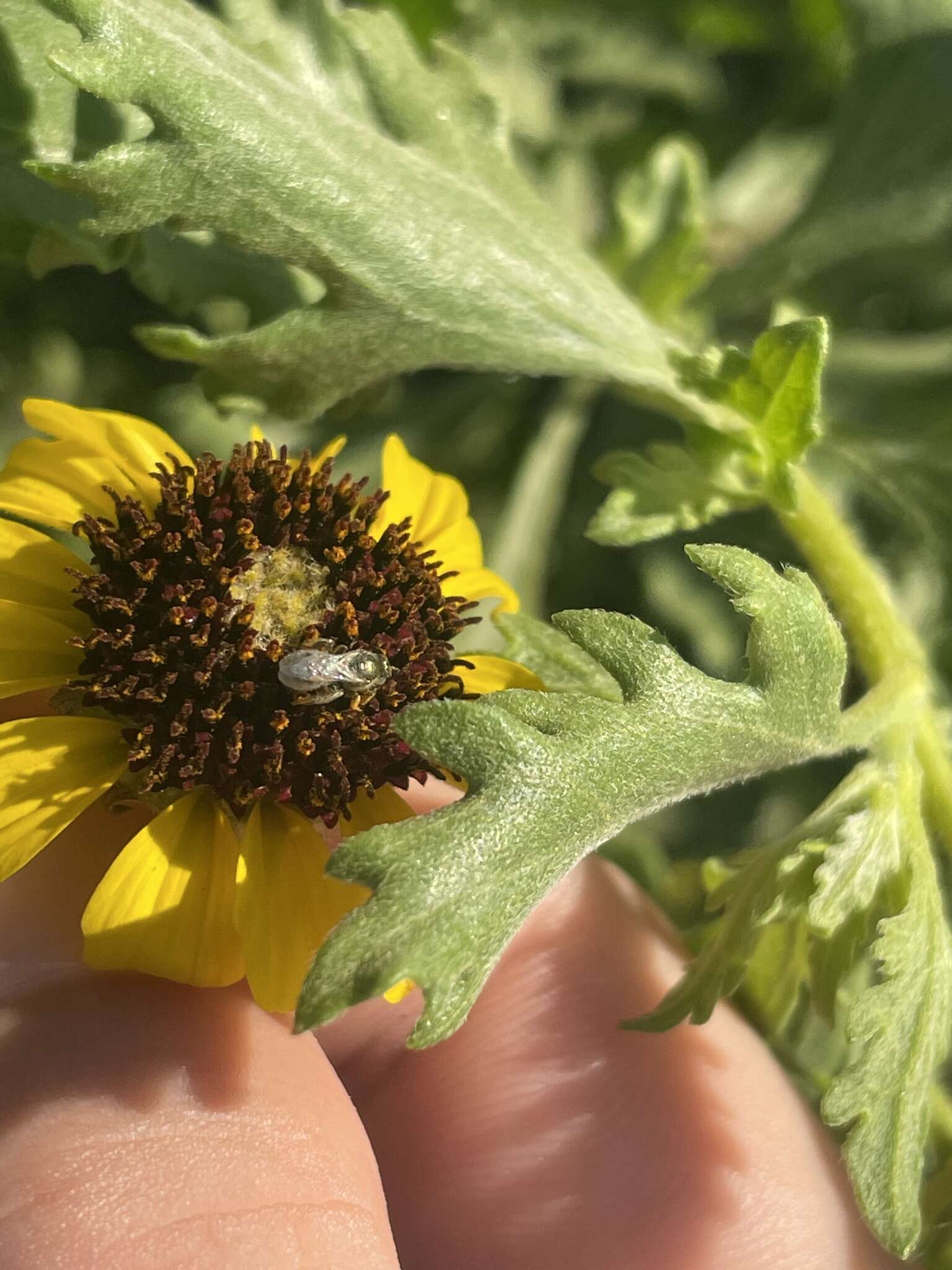 Sivun Encelia laciniata Vasey & Rose kuva