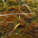 Image of Thelymitra javanica Blume