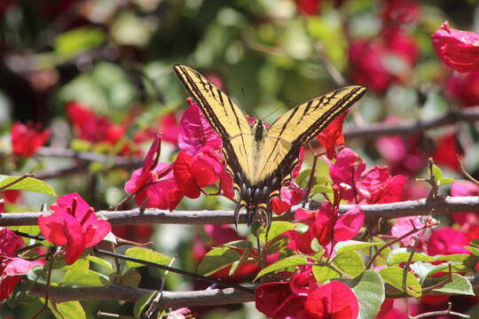 Sivun Papilio multicaudata Kirby 1884 kuva