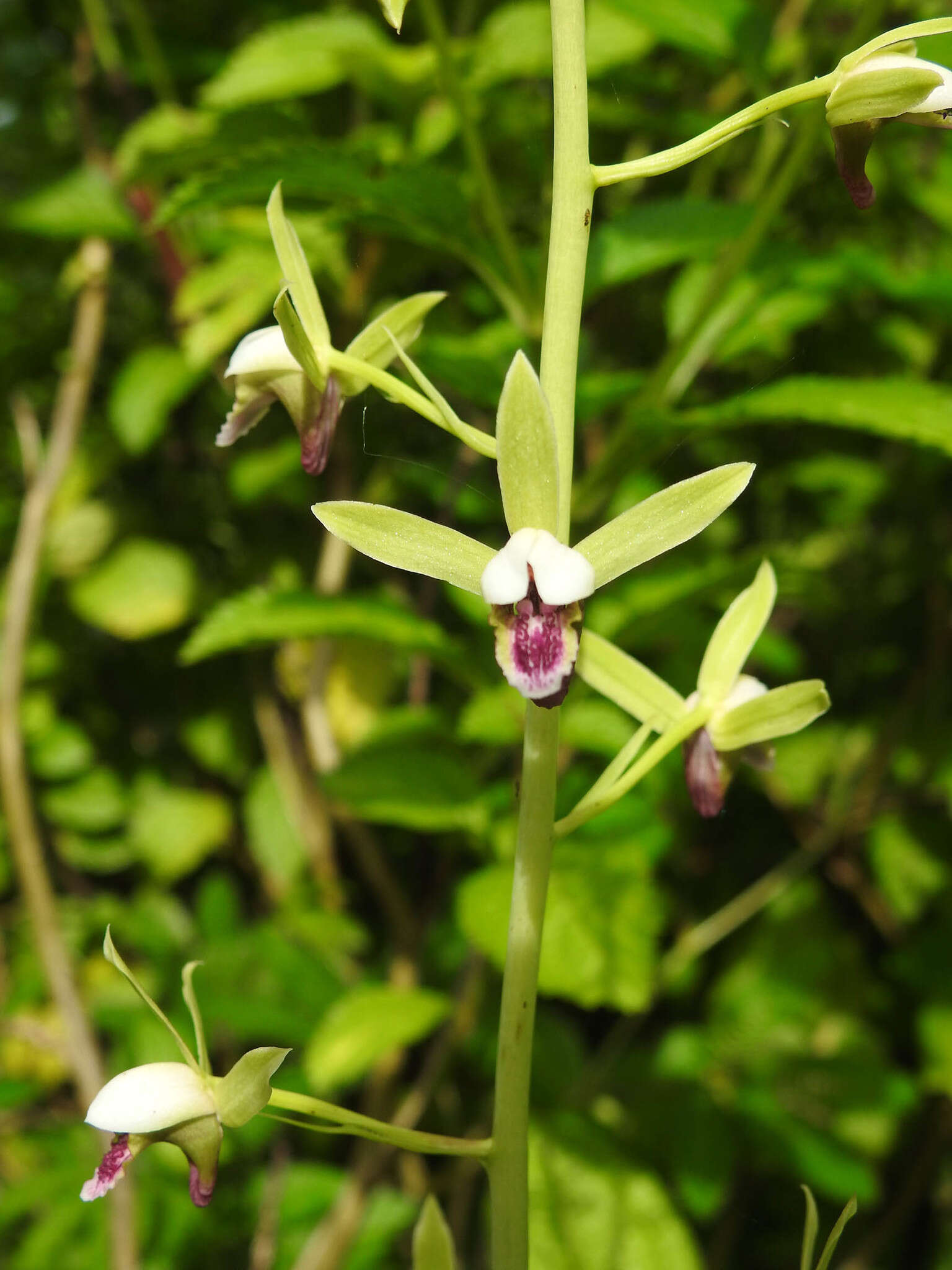 Image of Eulophia plantaginea (Thouars) Rolfe ex Hochr.