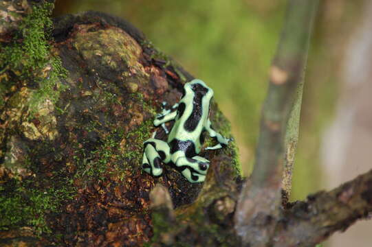 Image of Gold Arrow-poison Frog