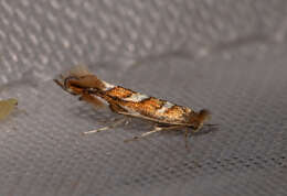 Image of Western Midget