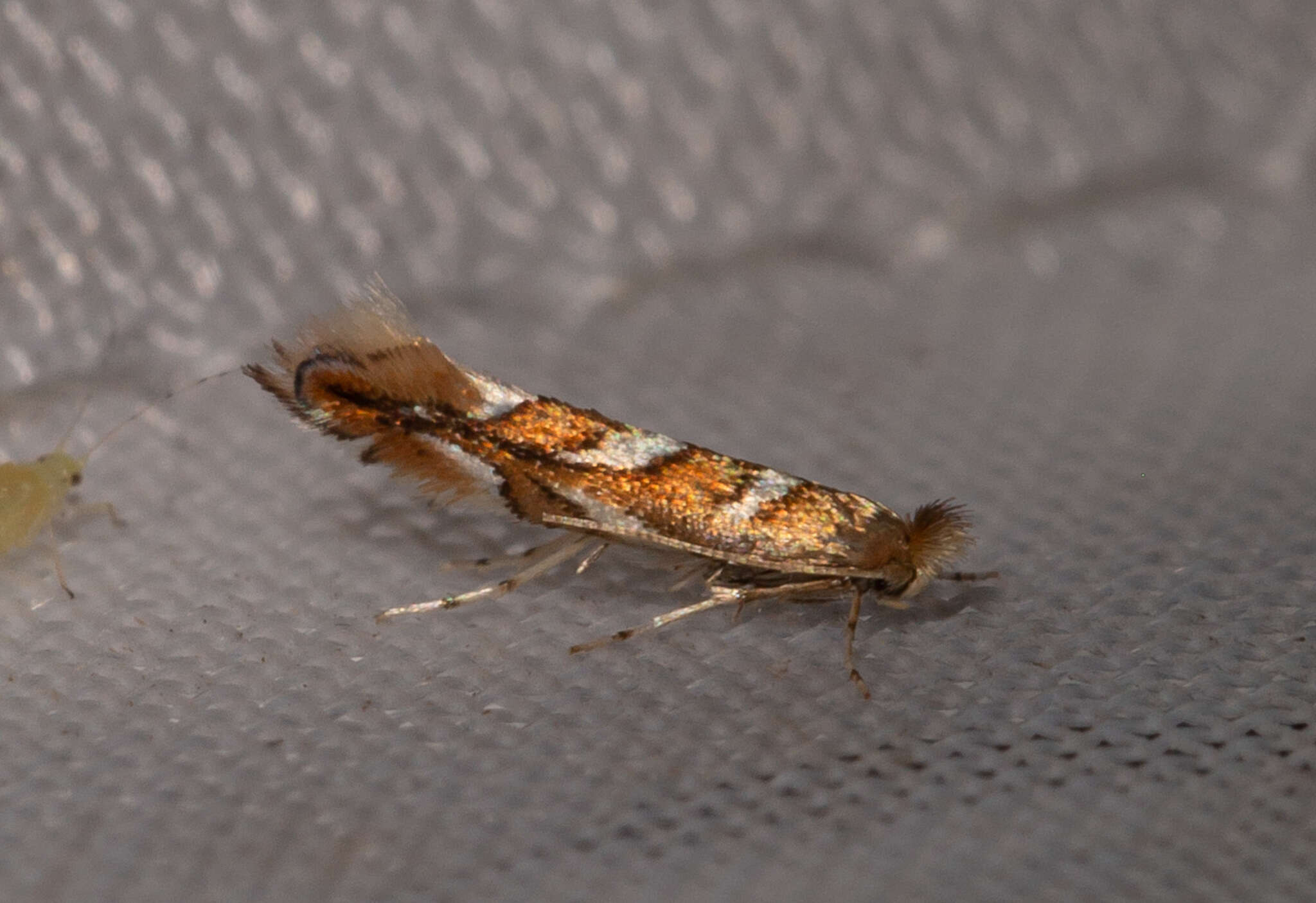 Image of Western Midget