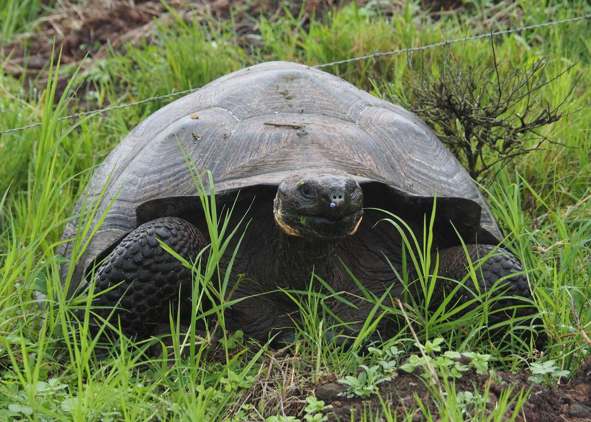 Image of Abingdon Island Giant Tortoise