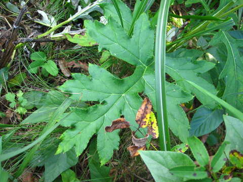 Image of Echinops setifer Iljin