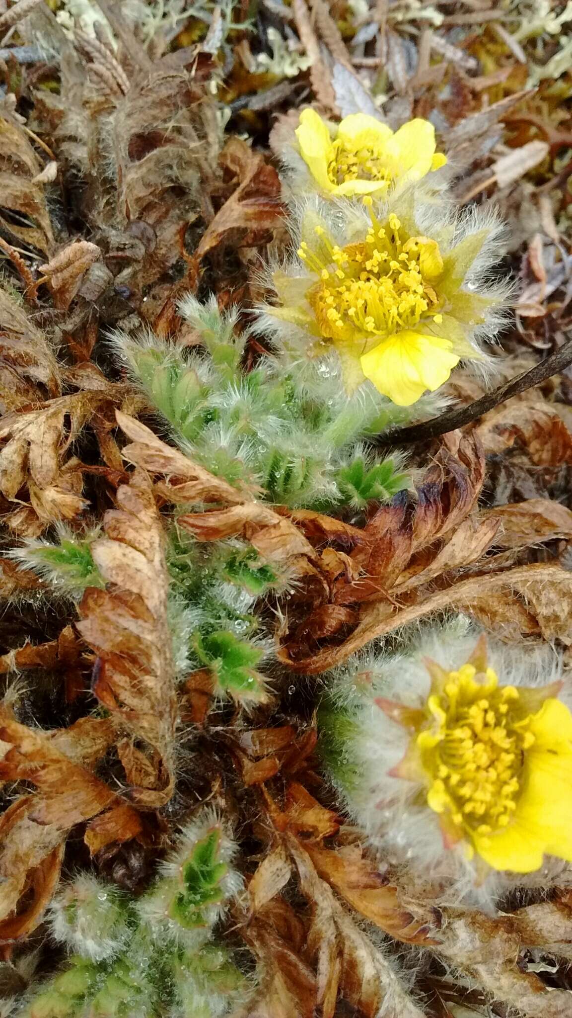 Слика од Geum glaciale J. E. Adams ex Fisch.