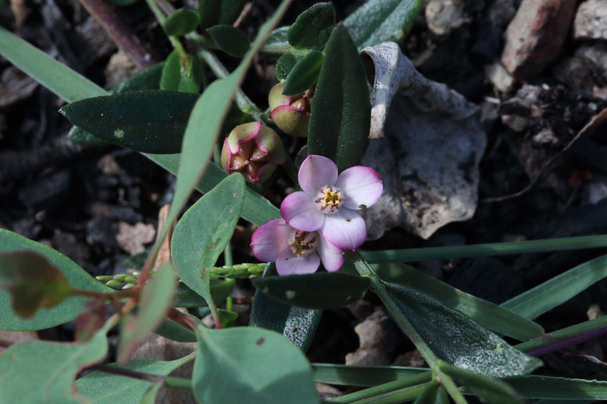 Image de Cyanothamnus polygalifolius