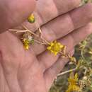 Image of Ash Meadows Gumweed