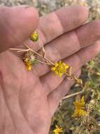 Image of Ash Meadows Gumweed