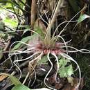 Plancia ëd Bulbophyllum virescens J. J. Sm.