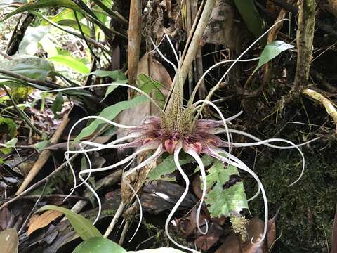 Plancia ëd Bulbophyllum virescens J. J. Sm.