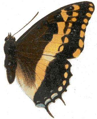 صورة Charaxes pelias