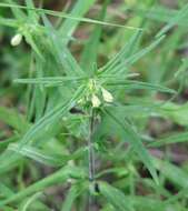 Image of Melampyrum saxosum Baumg.