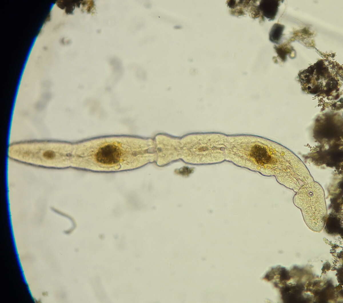 Plancia ëd Catenula confusa Nuttycombe 1956