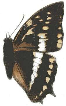 Charaxes odysseus Staudinger 1892 resmi