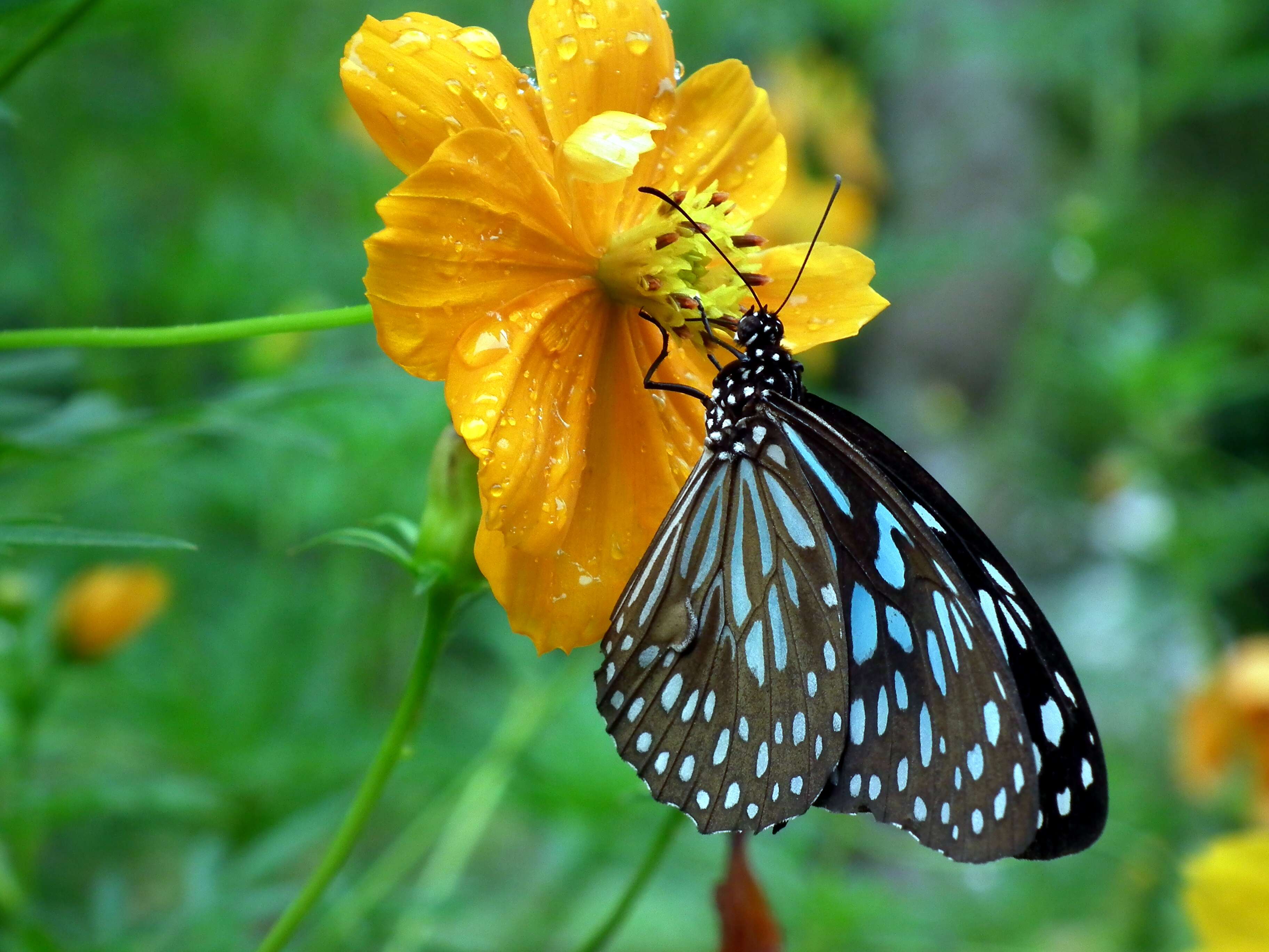 Image de Cosmos sulphureus Cav.