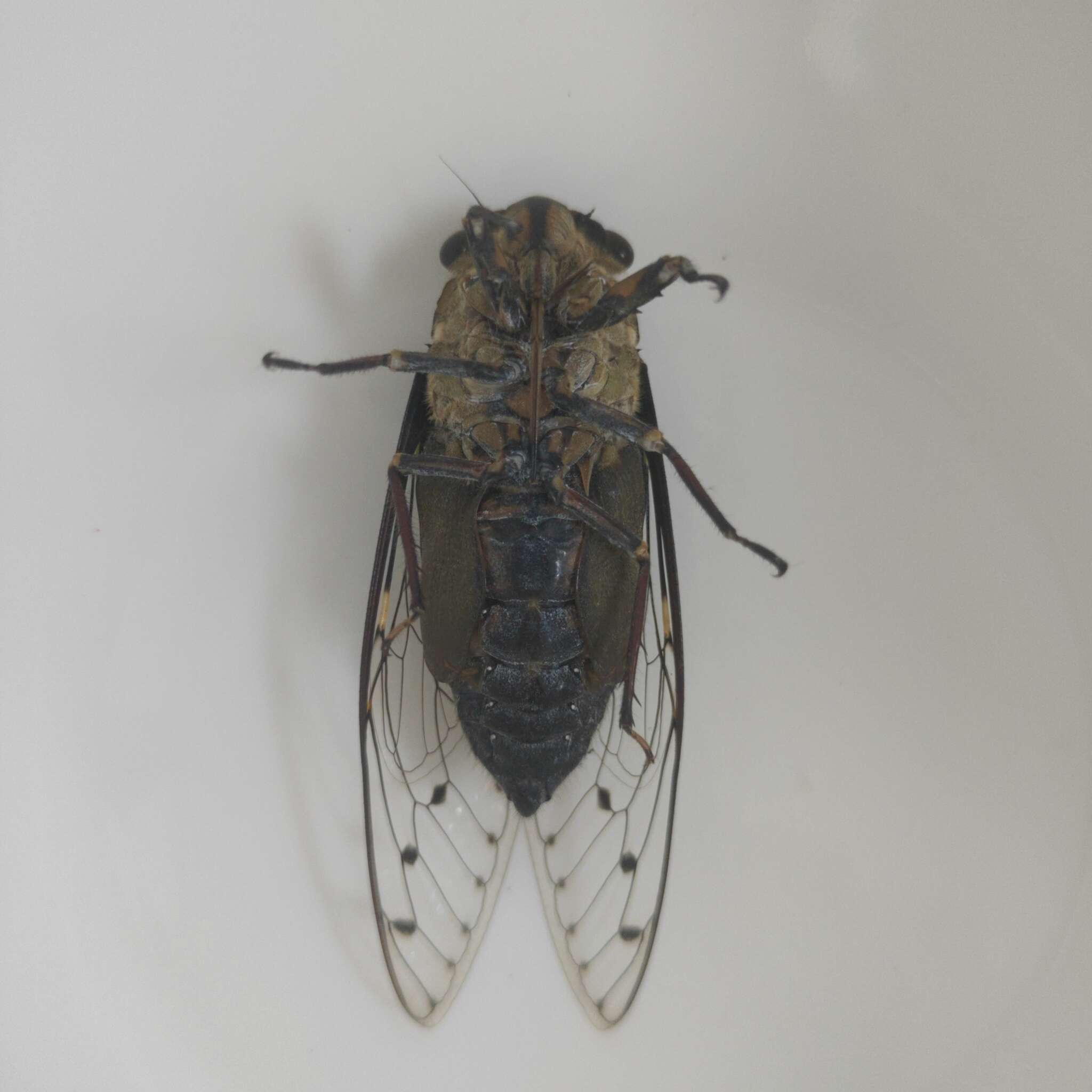 Image of Macrosemia umbrata (Distant 1888)