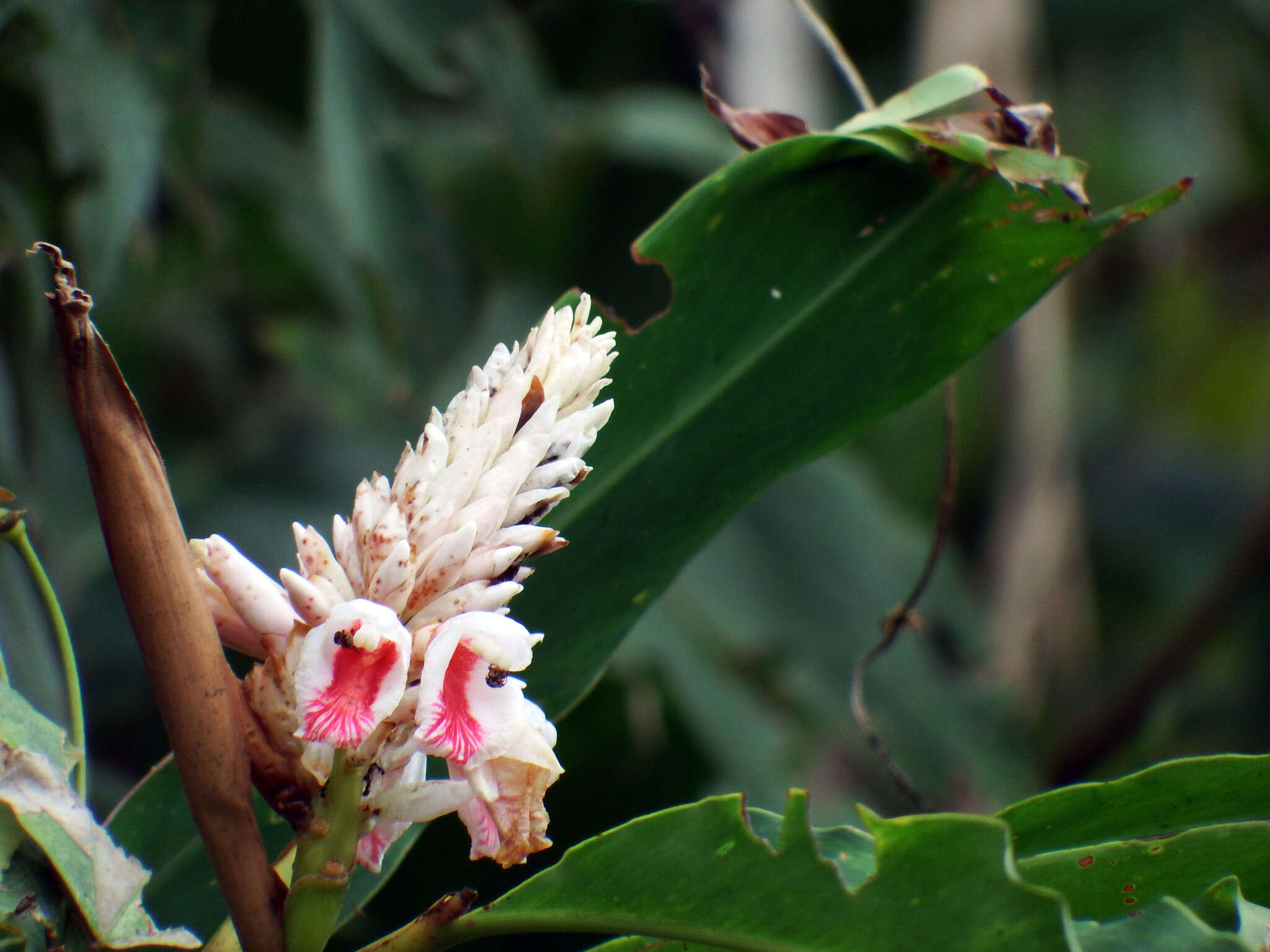 Image of Alpinia shimadae Hayata