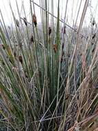 Image of Black Bog-rush