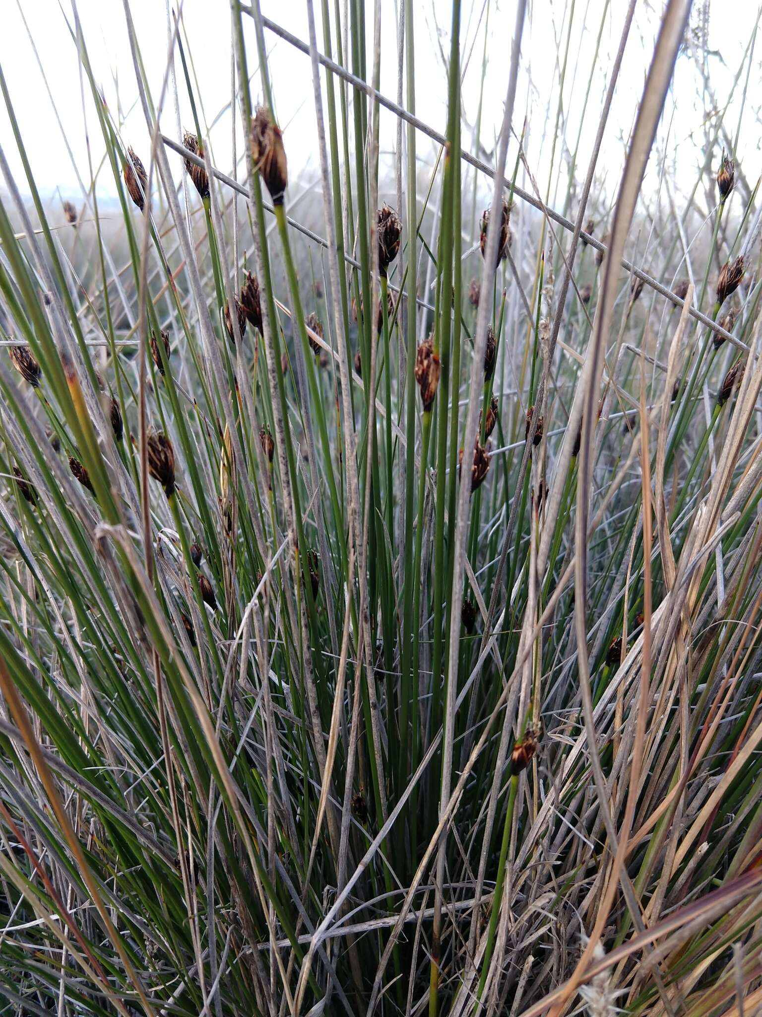 Image of Black Bog-rush