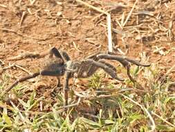 Image of Killimanjaro Baboon Tarantula