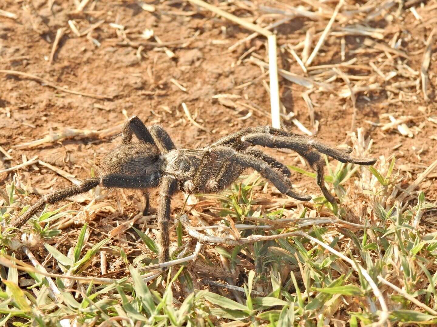 Image of Killimanjaro Baboon Tarantula