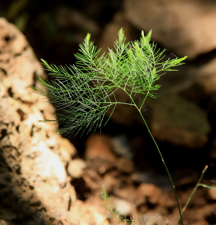 Image of Broom asparagus