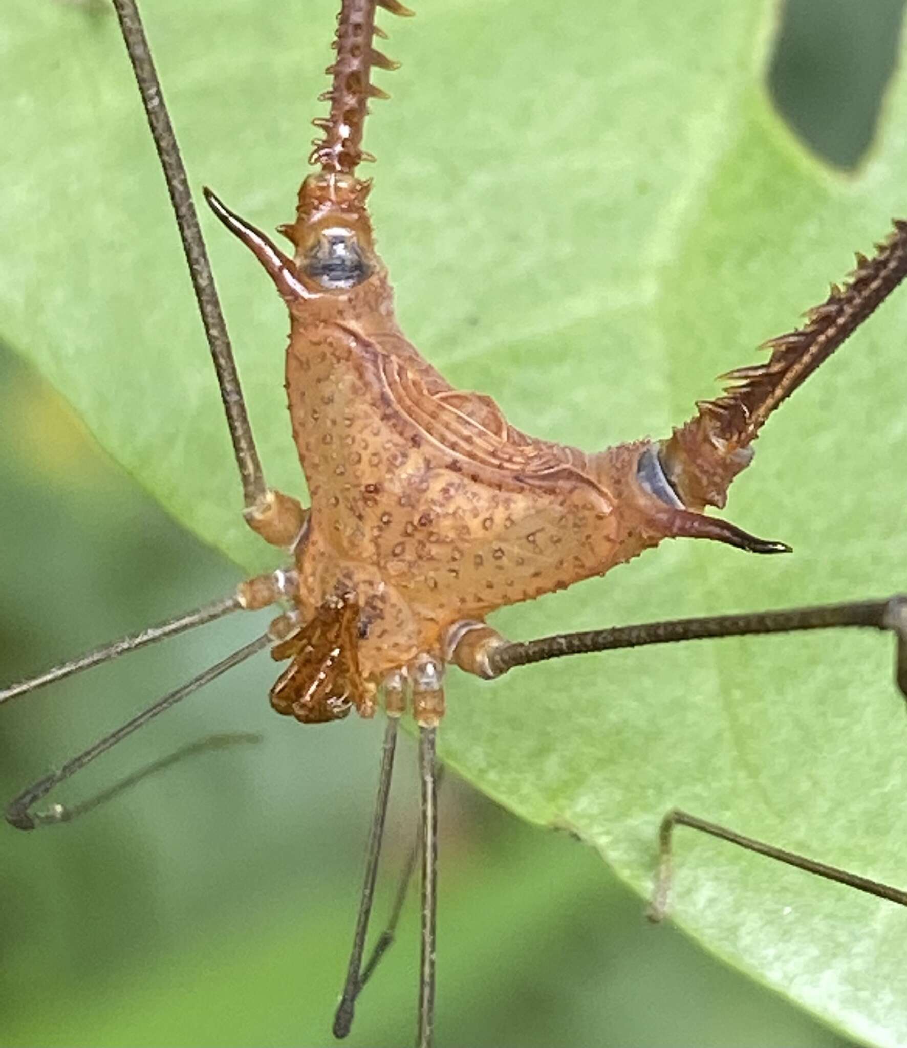 Image of Ampheres triangularis (Roewer 1931)