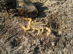 Image of Arizona Hairy Scorpion