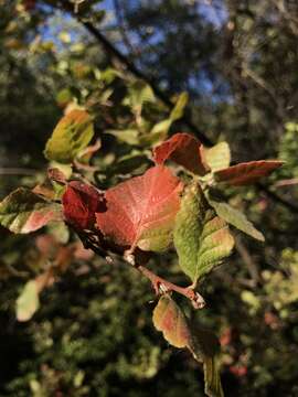 Imagem de Nothofagus macrocarpa (A. DC.) F. M. Vázquez & R. A. Rodr.