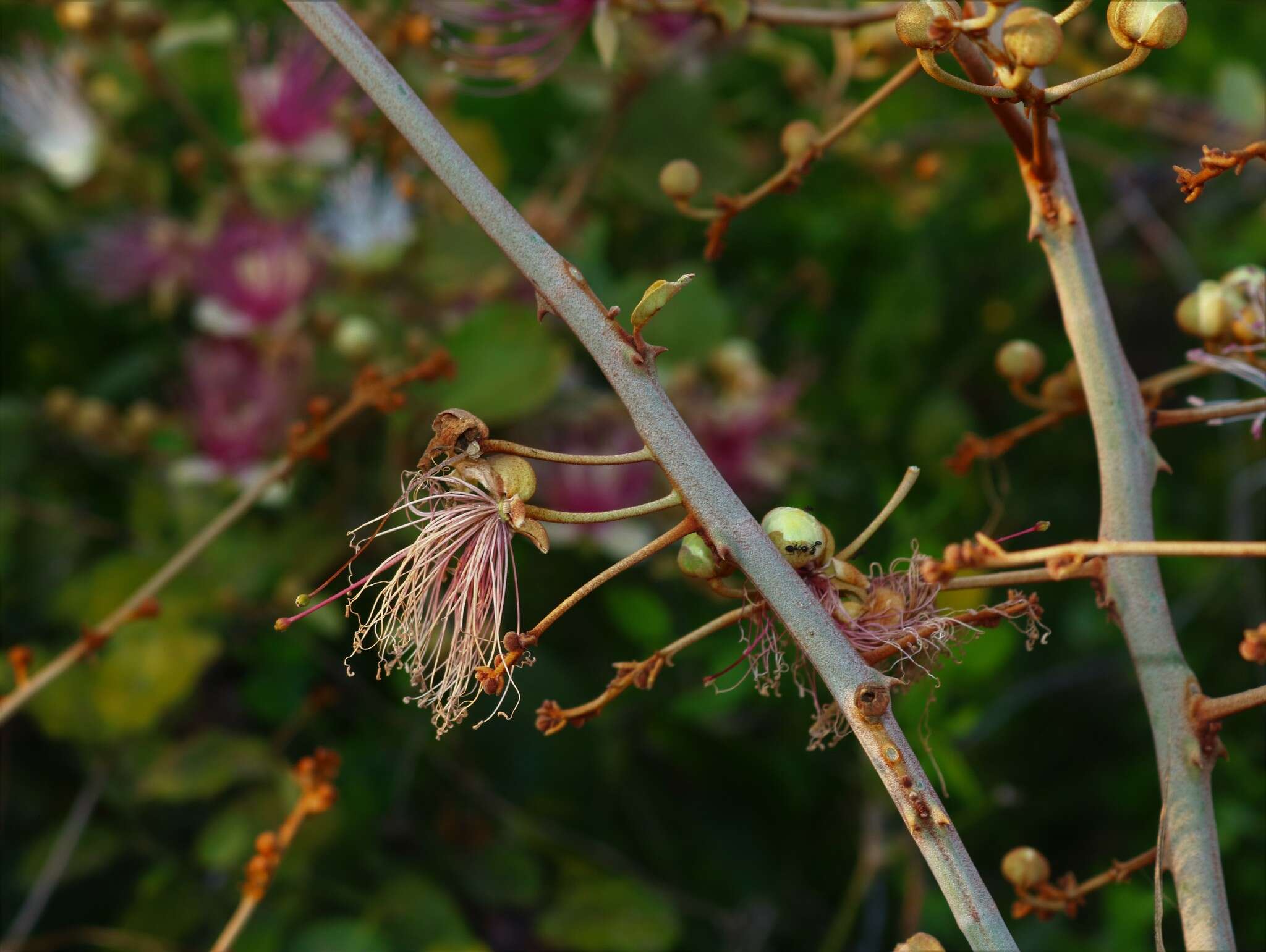 Capparis zeylanica L. resmi