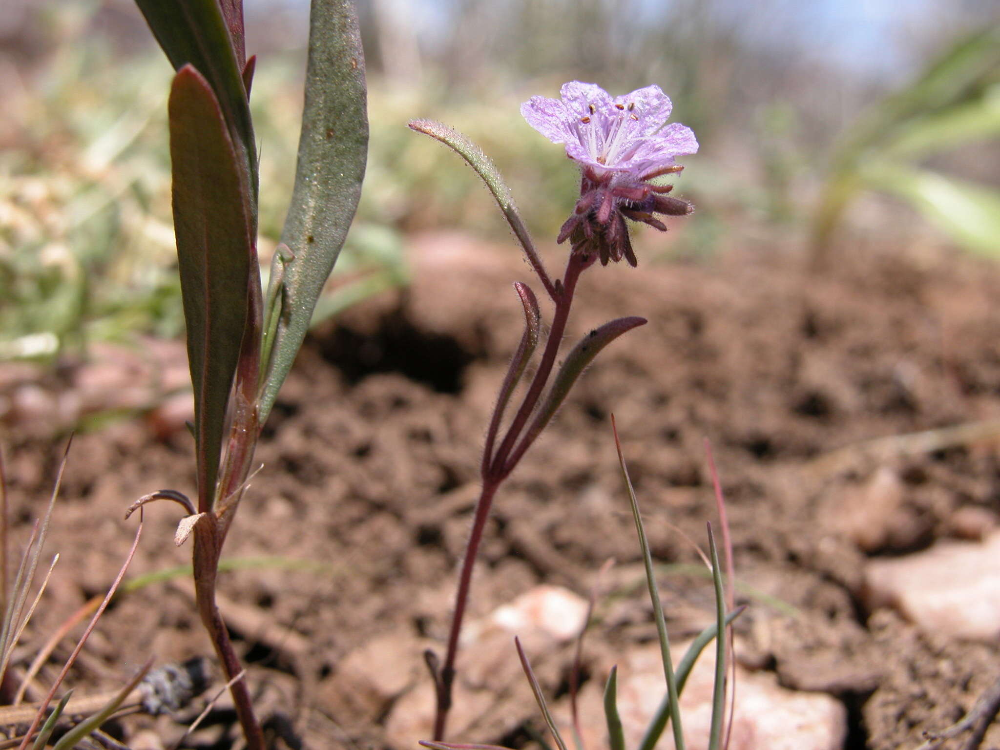 Image of Transverse Range phacelia