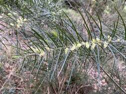 Imagem de Acacia mucronata Willd. ex H. L. Wendl.