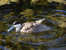 Image of Puna Teal