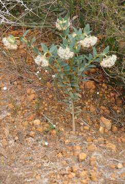 Image of Pimelea floribunda Meissn.