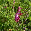 Image of Vicia benghalensis var. benghalensis