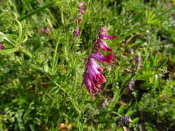 Image of Vicia benghalensis var. benghalensis