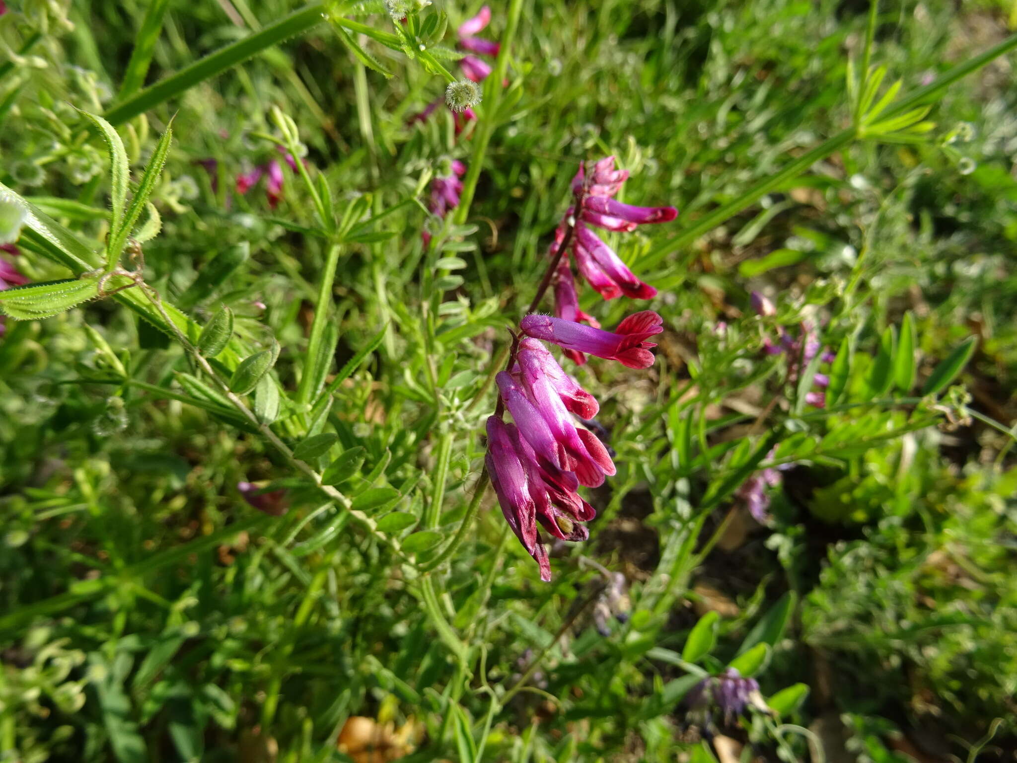 Plancia ëd Vicia benghalensis var. benghalensis