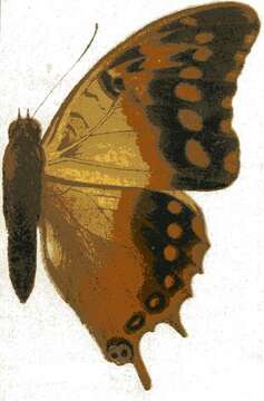 صورة Charaxes candiope Godart 1824