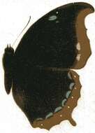 Charaxes lycurgus的圖片