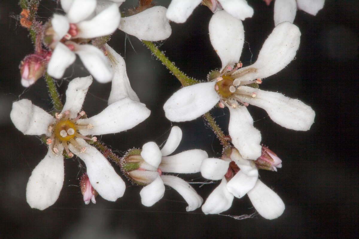 Imagem de Saxifraga cotyledon L.