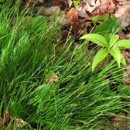 Image of New England sedge