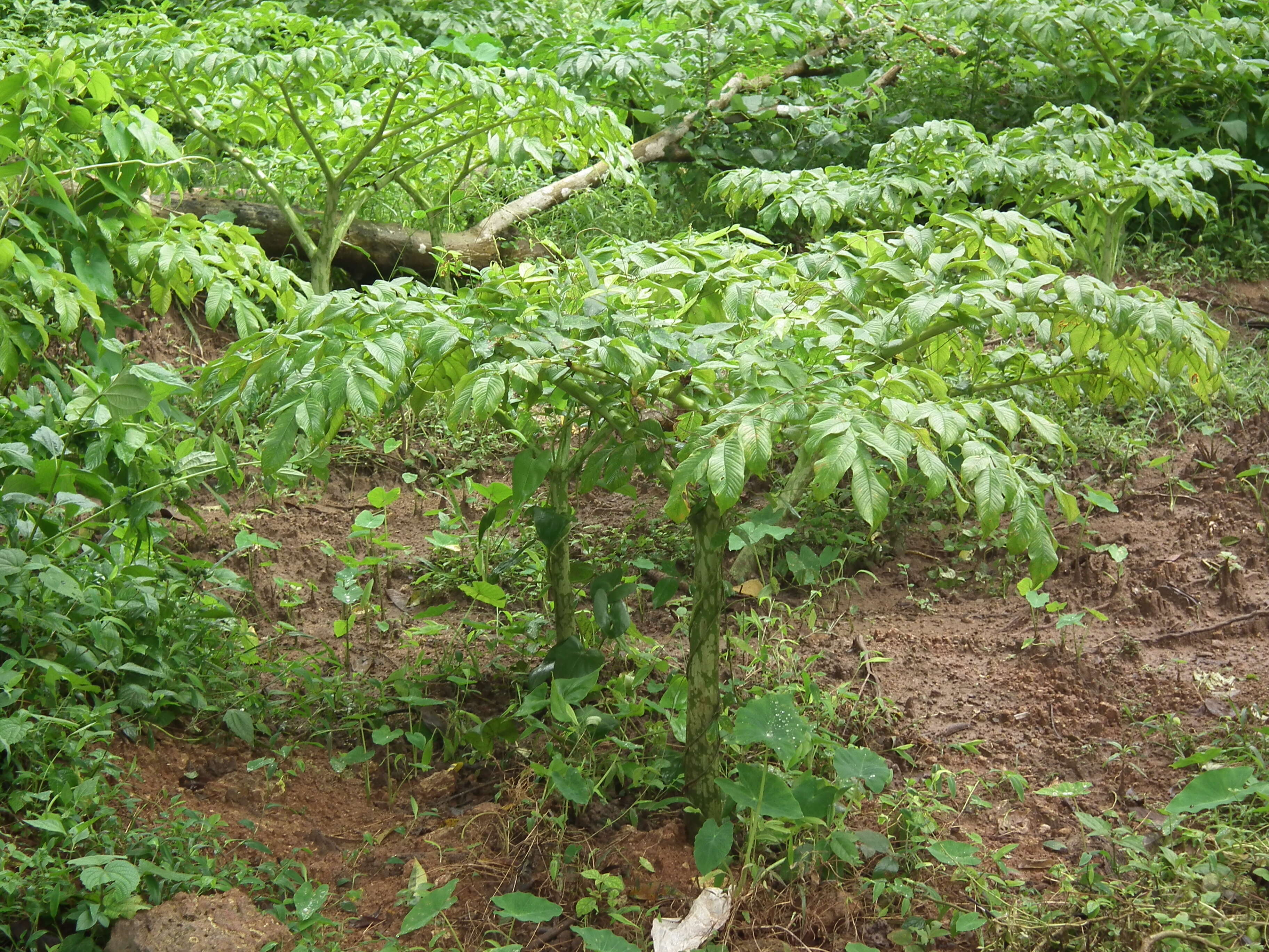 Image of Elephant foot yam