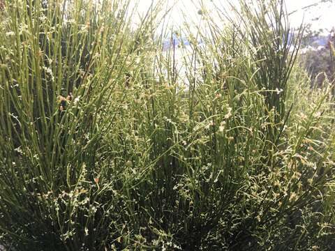 Image of Leptomeria drupacea (Labill.) Druce