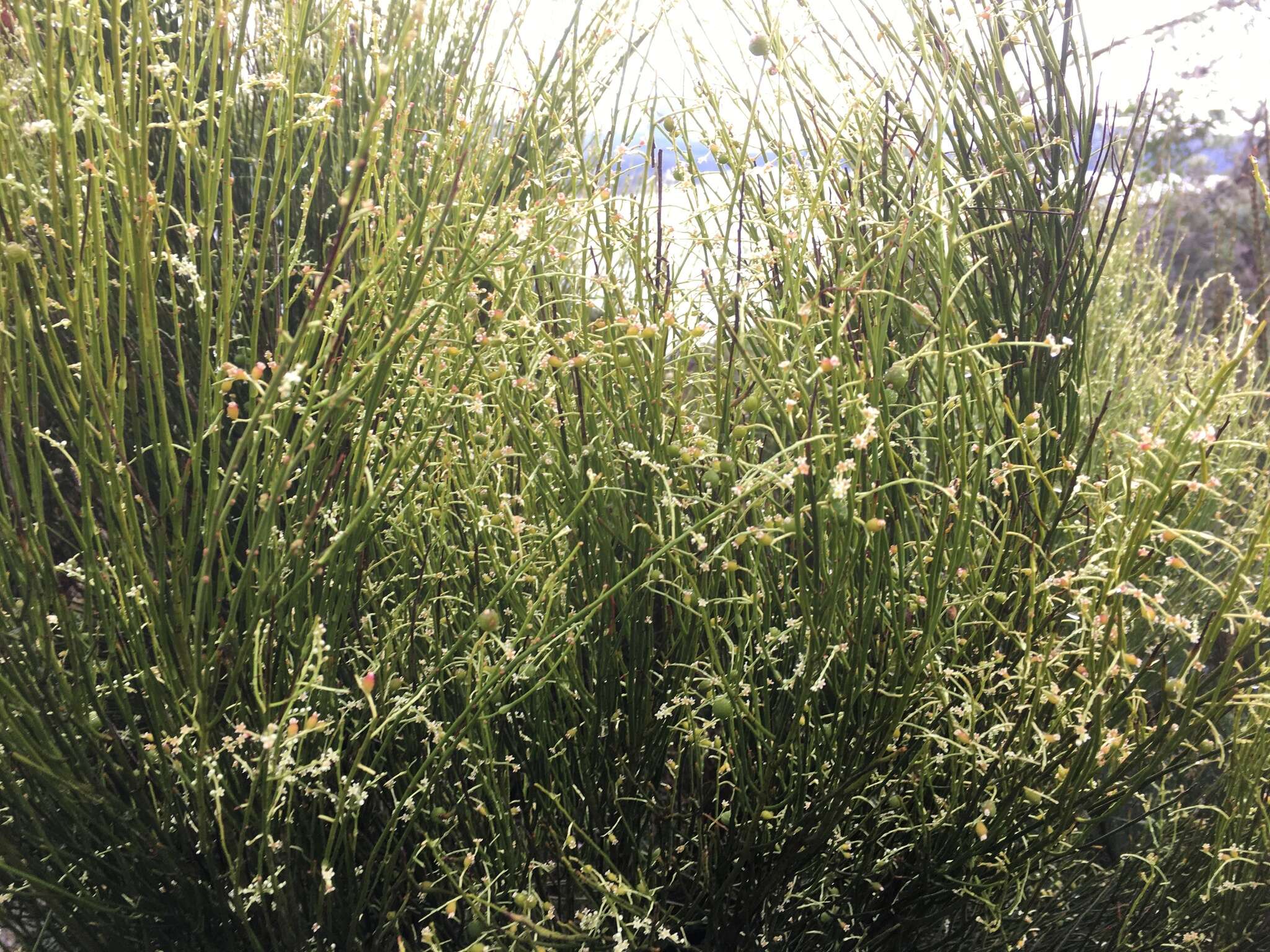 Image de Leptomeria drupacea (Labill.) Druce