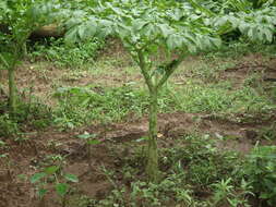 Amorphophallus paeoniifolius (Dennst.) Nicolson resmi