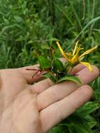 Image of great St. Johnswort