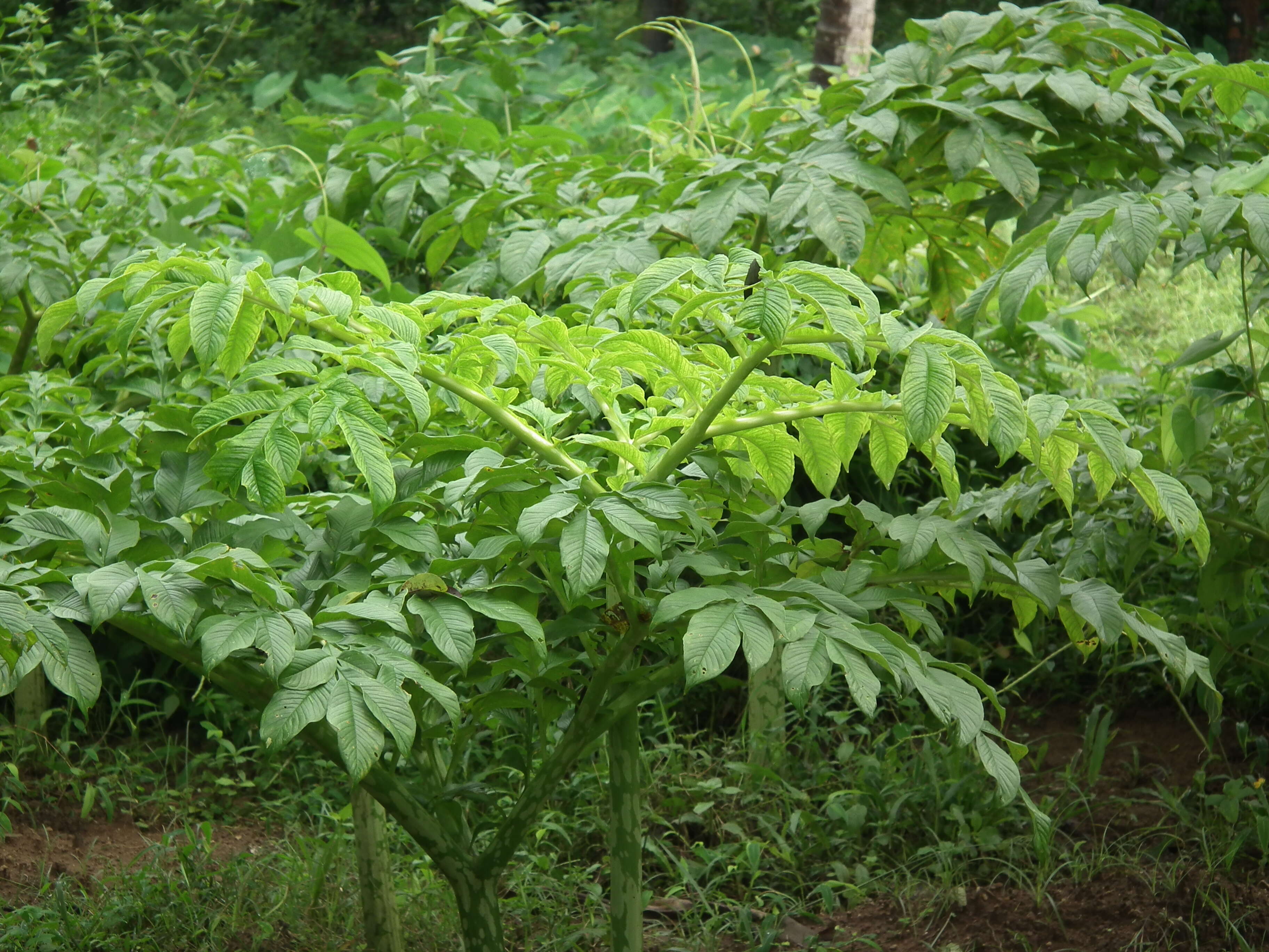 Amorphophallus paeoniifolius (Dennst.) Nicolson resmi