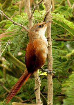 Image of Chestnut-backed Thornbird